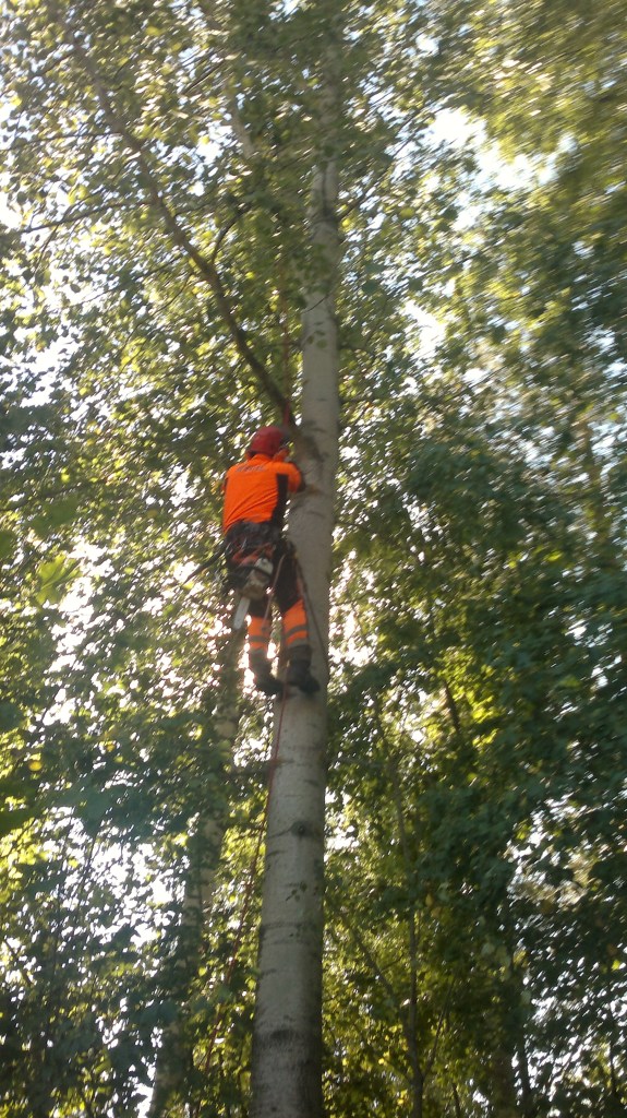 Rajantakaisia haittoja voi vähentää puiden hoidolla. Kuva  ammattimiehestä puussa oksia katkomassa 2013.