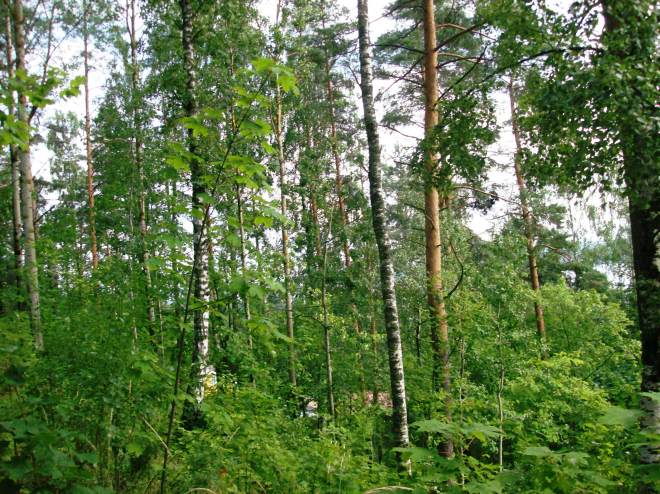 Kaupungin omistamaa lehtimetsää  eli puistoaluetta Säynätsalossa.